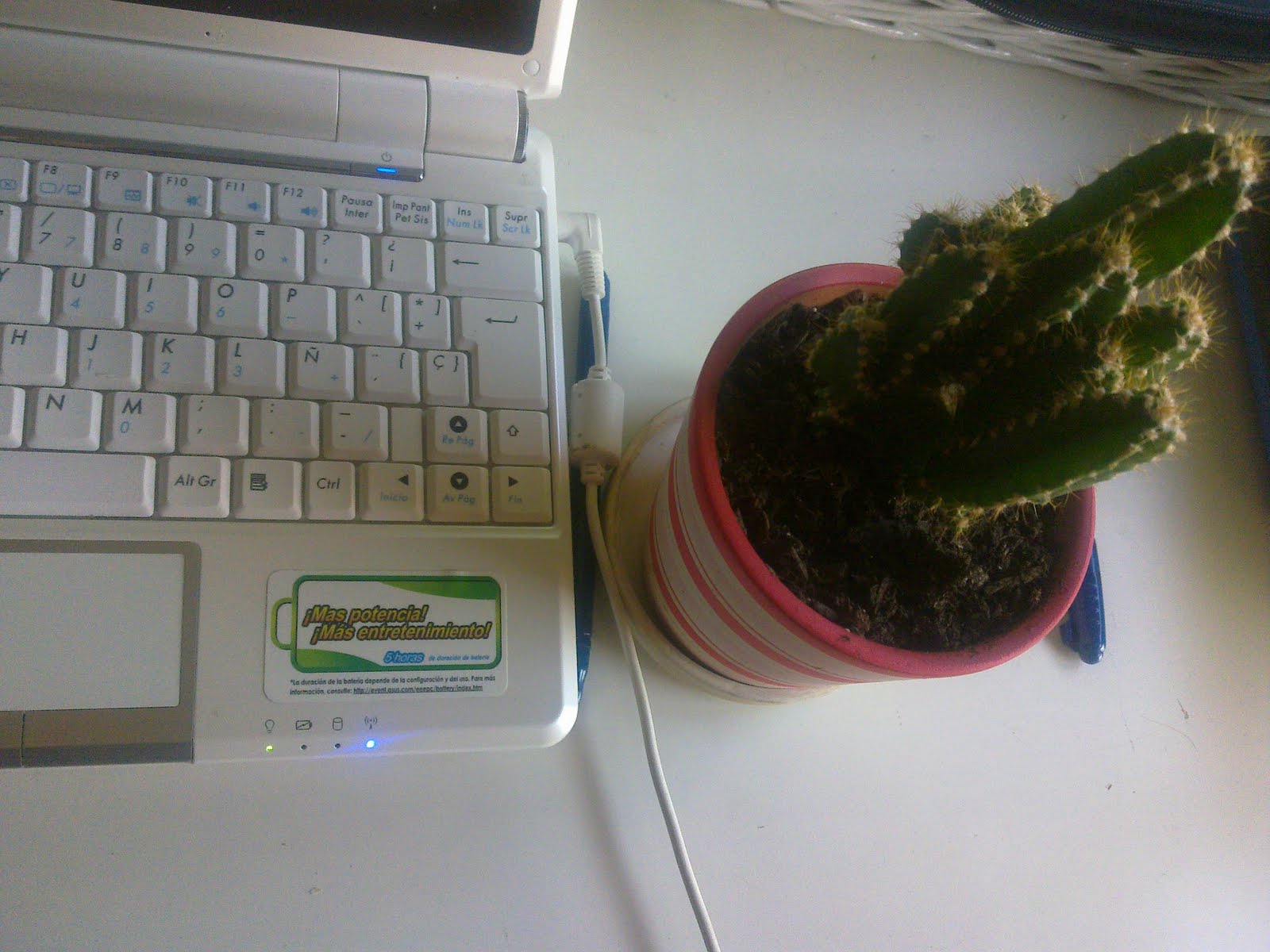 cactus en pc - blog hostalia hosting